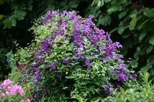 Cl.vit.Polith Spirit0418.webp