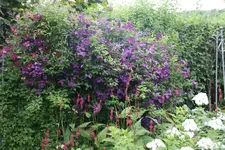 Cl.vit.Rubra und Polit Spirit0219.webp