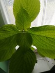 IMG_20200306_133315.jpg