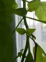 IMG_20200306_133325.jpg