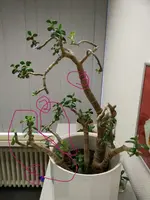 neu_1_.webp