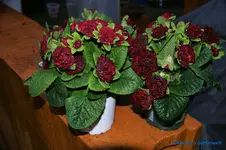 comp_DSC08737.webp
