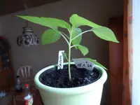 SAM_1576.webp