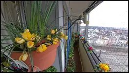c009.jpg