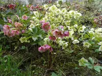 SAM_1577.webp