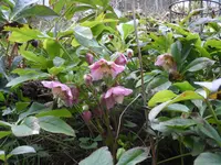 SAM_1528.webp