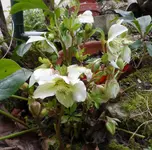 SAM_1538.webp