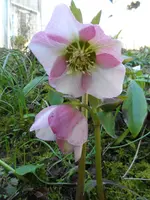 SAM_1545.webp