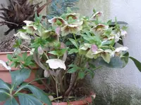 SAM_1571.webp
