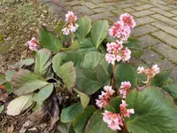 DSCN0083.webp