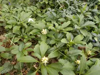 DSCN0084.webp