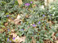 DSCN0085.webp