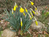 DSCN0086.webp