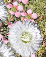 z_blumen.webp