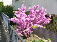 Pflanze.webp