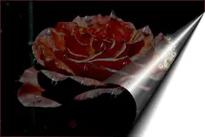 Untitlertzrtzf (2)5675ztut.webp