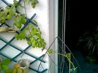 Tomate.webp