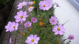 K800_schiete 148.webp
