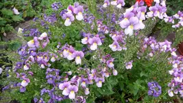 K800_schiete 150.webp