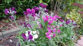 K800_schiete 154.webp