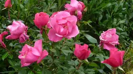 K800_schiete 153.webp