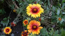 K800_schiete 155.webp