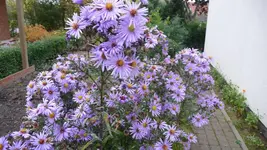 K800_schiete 156.webp