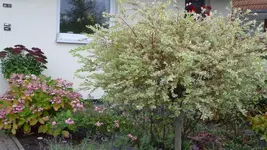 K800_schiete 160.webp