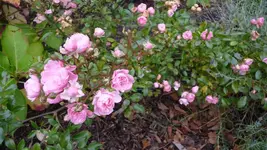 K800_schiete 159.webp