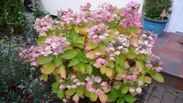 K800_schiete 157.webp
