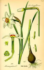 255px-Illustration_Narcissus_poeticus0.webp