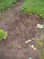 Garten 10.09 008.webp