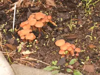 Garten 10.09 011.webp