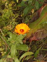 Garten 10.09 012.webp