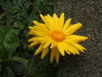 Garten 10.09 013.webp