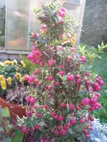 IMG_2412.webp