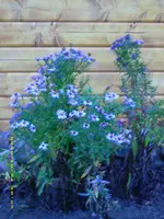 Aster von Oma.webp
