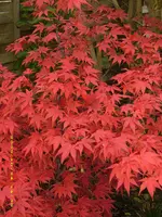 Roter Ahorn.webp