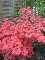 Roter Ahorn 2.webp