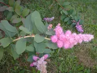 HPIM1249.webp