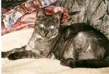 Scannen0002.webp