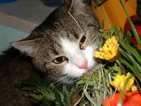 im Blumenstrauß1 Kopie.webp