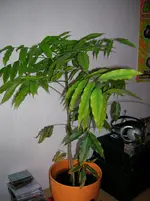DSCN4993.webp