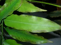DSCN4995.webp