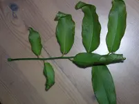 DSCN4996.webp