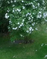 rose bobby james.webp