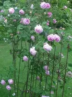 rose rechte pforte.webp