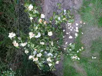 rose neben rhododendron.webp