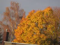 IMG_1034.webp