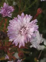 garten 09 003.webp